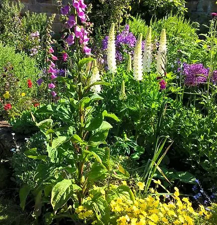 Nocleg ze śniadaniem Thorpe House Vegetarian Robin Hood's Bay