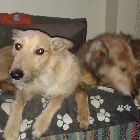 Thorpe House Vegetarian 3*