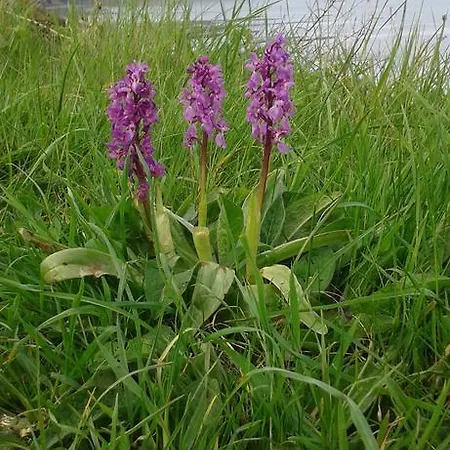 Thorpe House Vegetarian 住宿加早餐酒店 3*