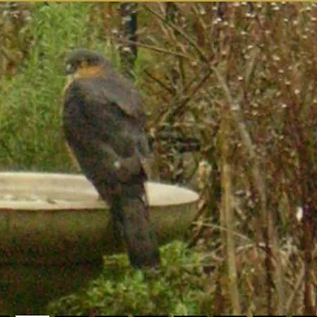 Thorpe House Vegetarian